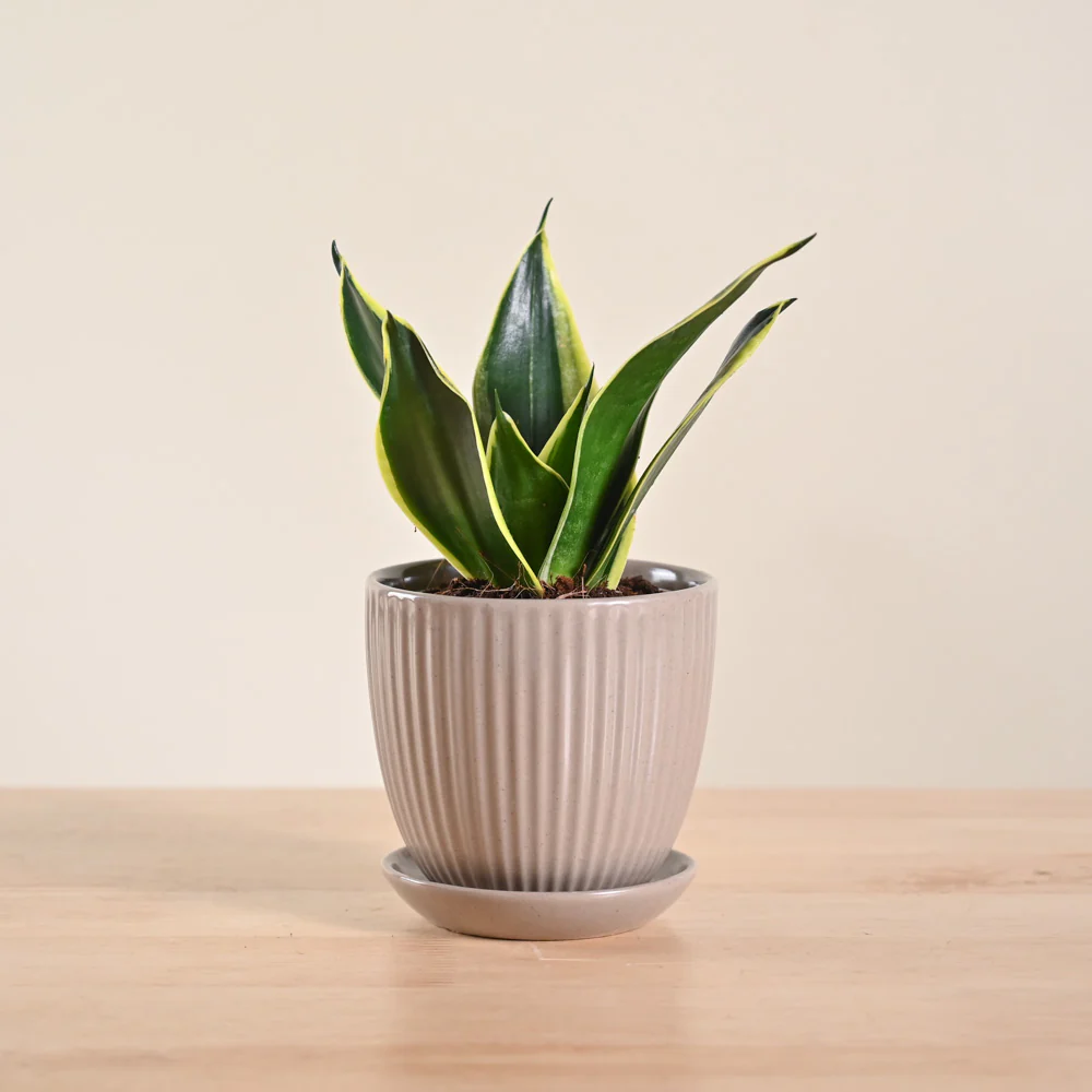 Snake Plant - Golden Hahnii - Image 16