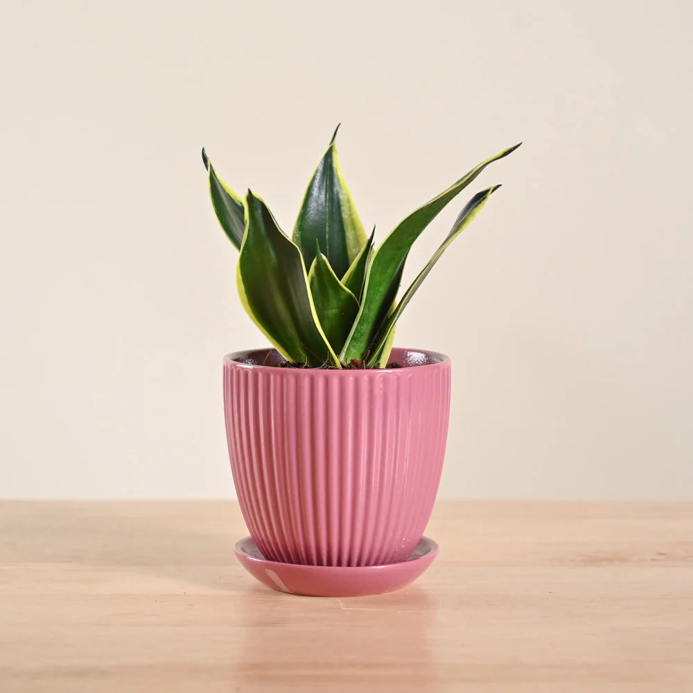 Snake Plant - Golden Hahnii - Image 17