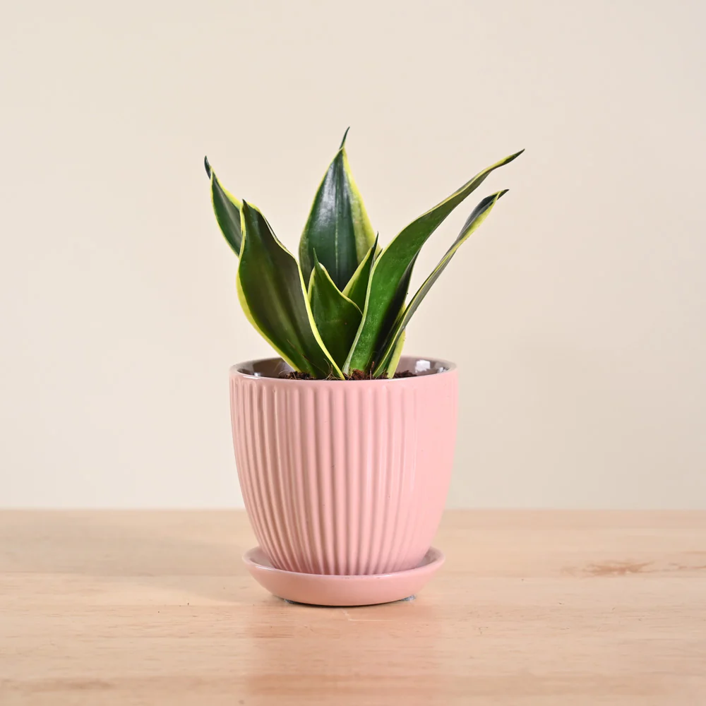Snake Plant - Golden Hahnii - Image 18
