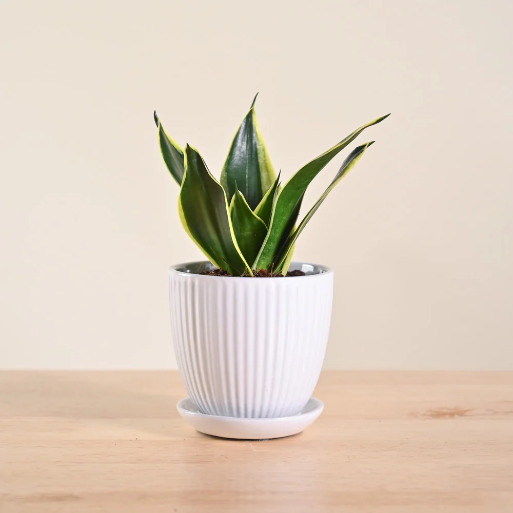 Snake Plant - Golden Hahnii - Image 19
