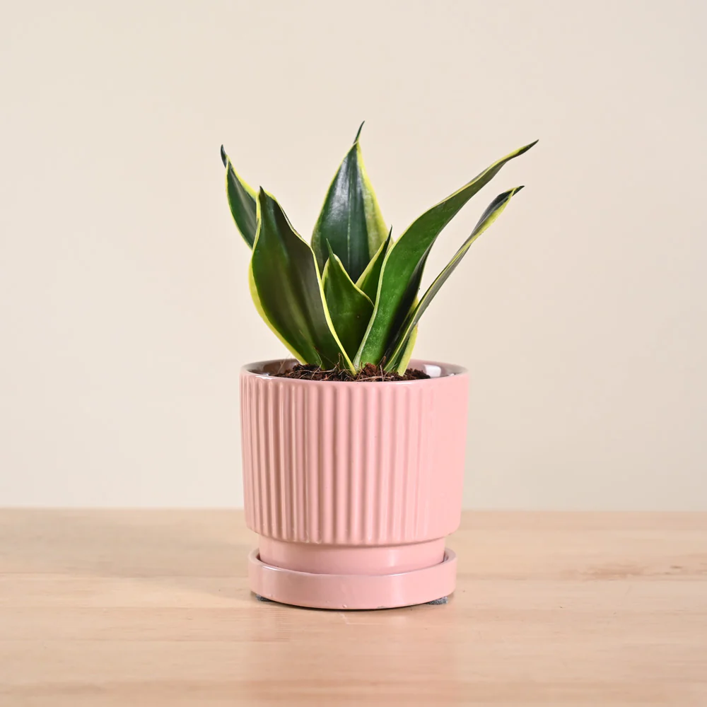 Snake Plant - Golden Hahnii - Image 22