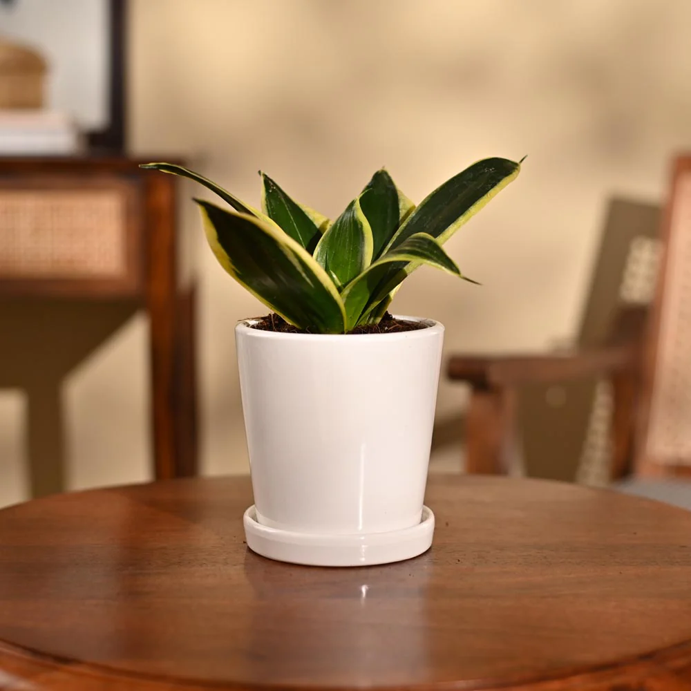 Snake Plant - Golden Hahnii - Image 23