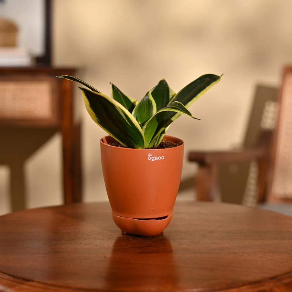 Snake Plant - Golden Hahnii - Image 24