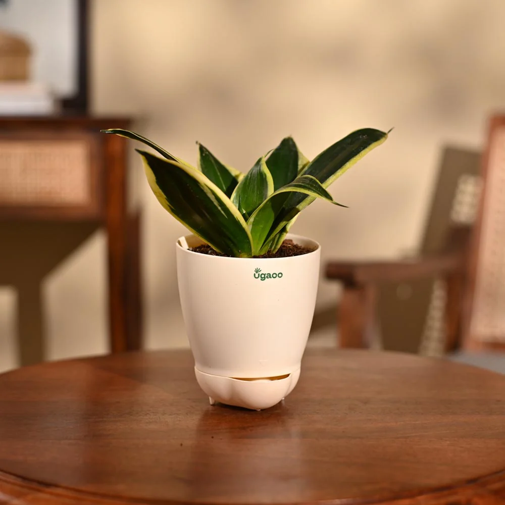 Snake Plant - Golden Hahnii - Image 25