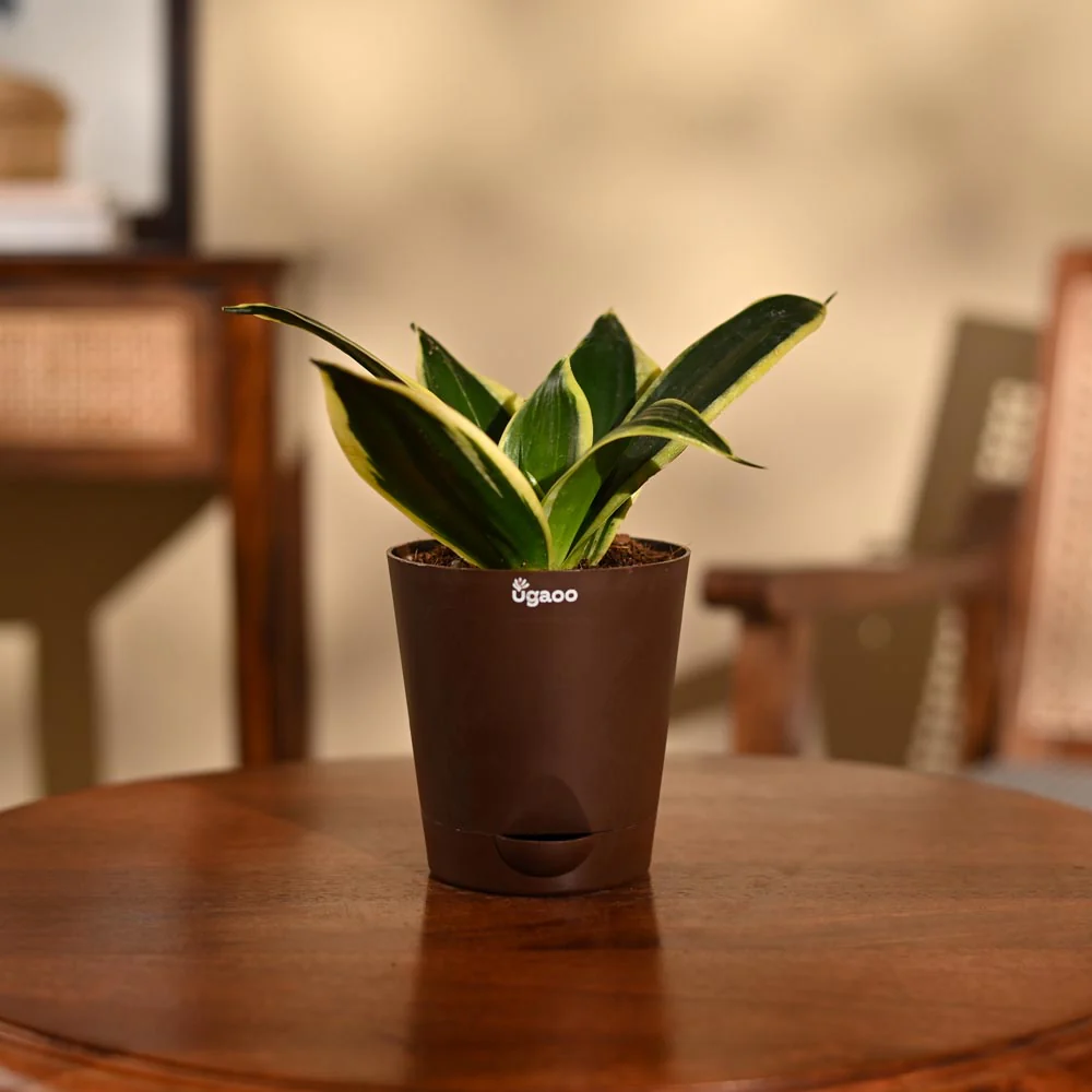 Snake Plant - Golden Hahnii - Image 26