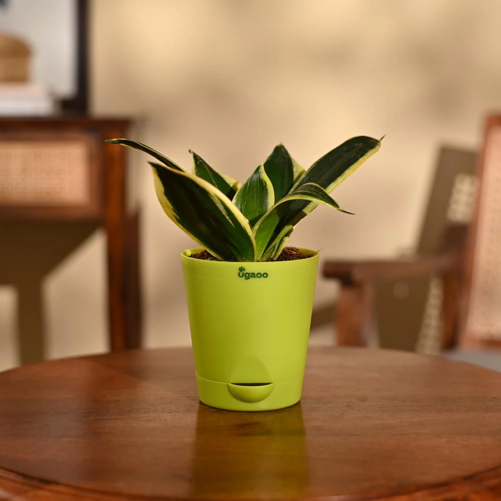 Snake Plant - Golden Hahnii - Image 27
