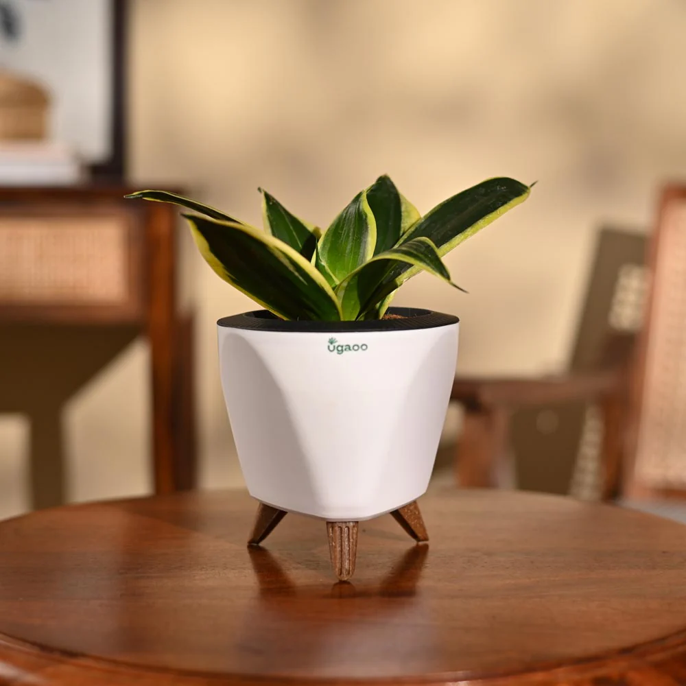 Snake Plant - Golden Hahnii - Image 28