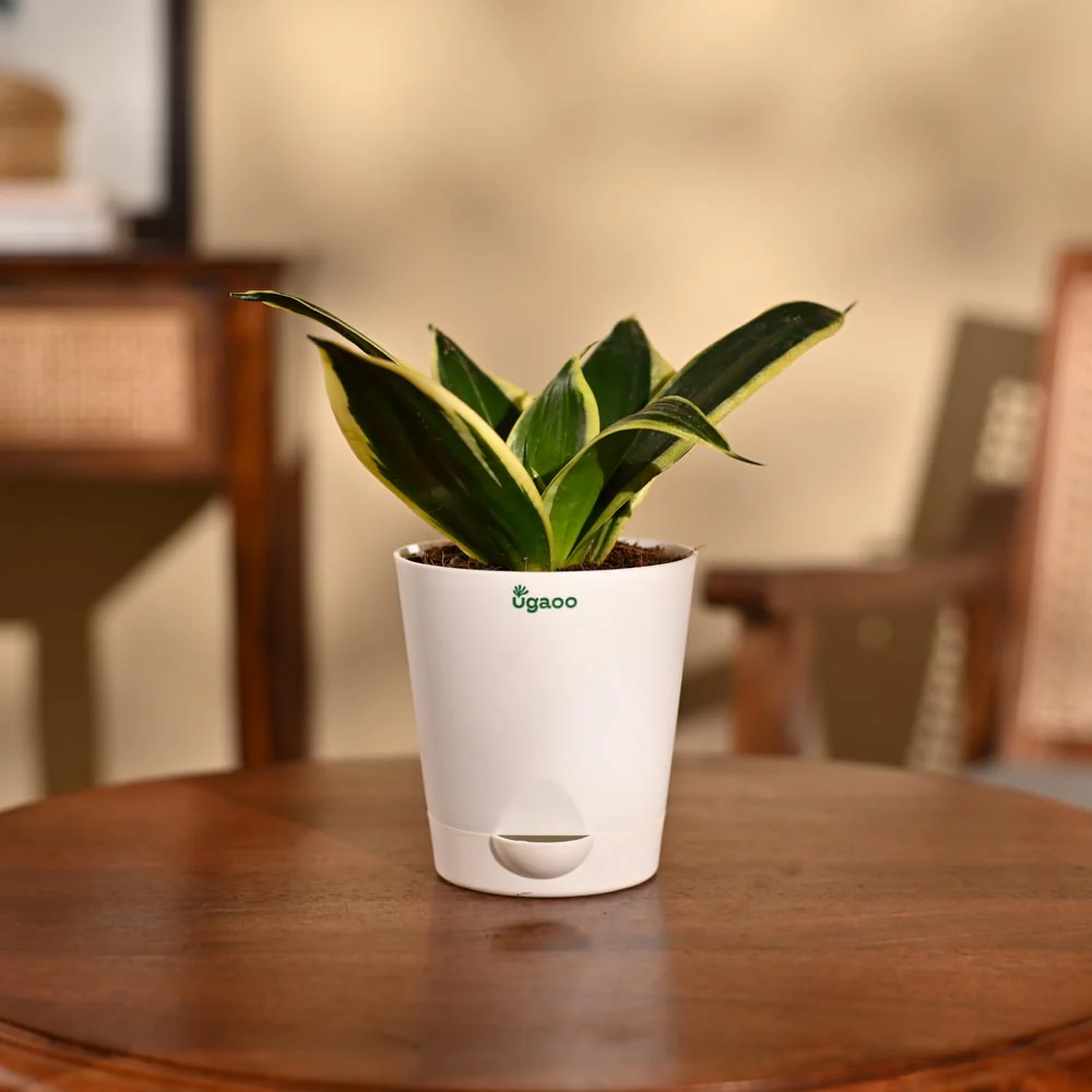 Snake Plant - Golden Hahnii - Image 3