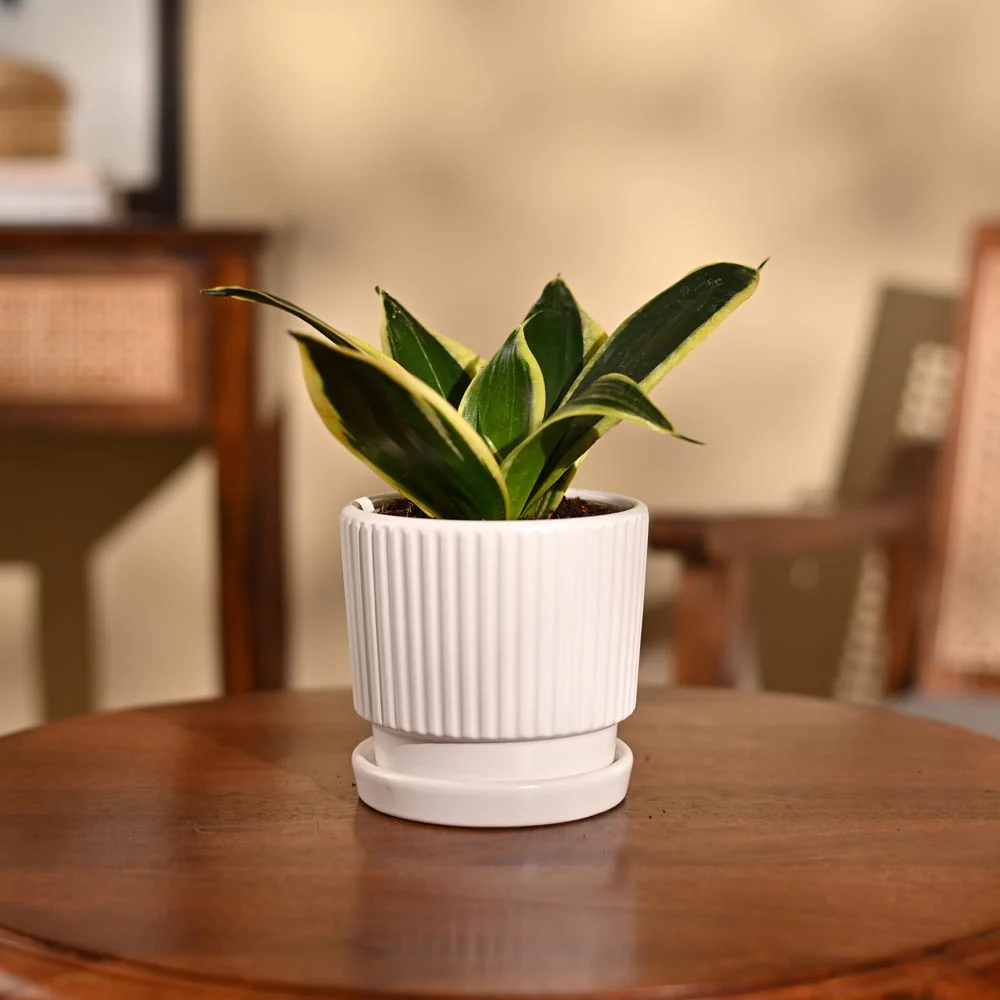 Snake Plant - Golden Hahnii - Image 31