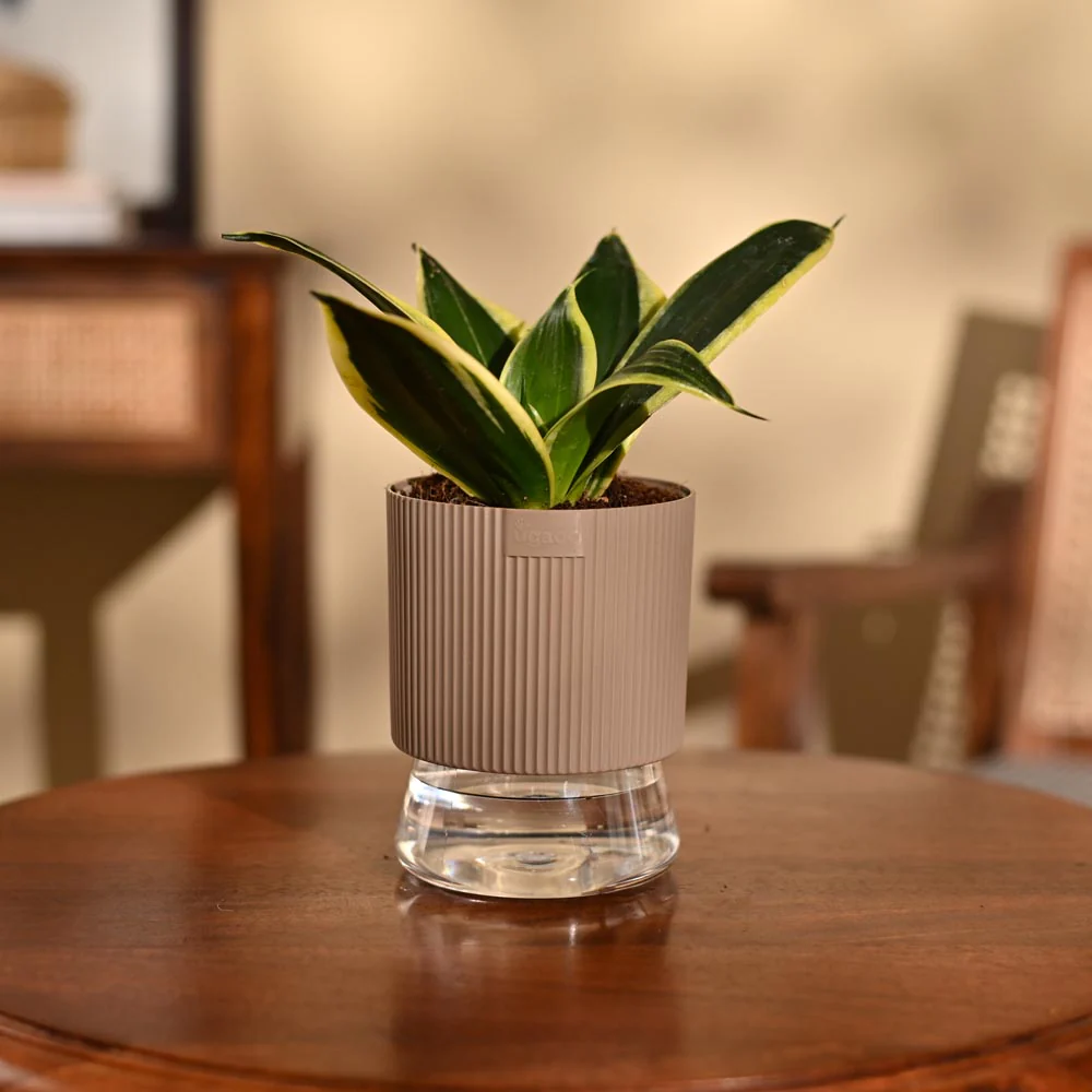 Snake Plant - Golden Hahnii - Image 32