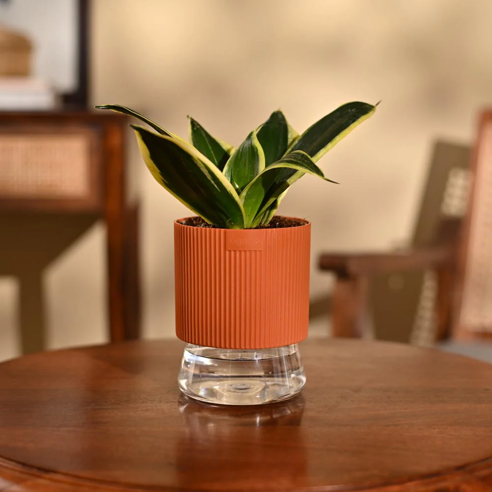 Snake Plant - Golden Hahnii - Image 34