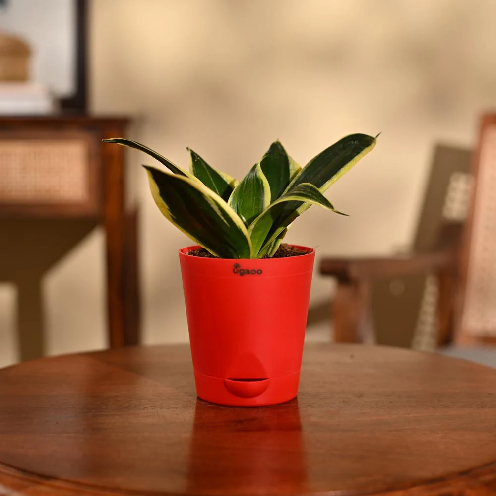 Snake Plant - Golden Hahnii - Image 35