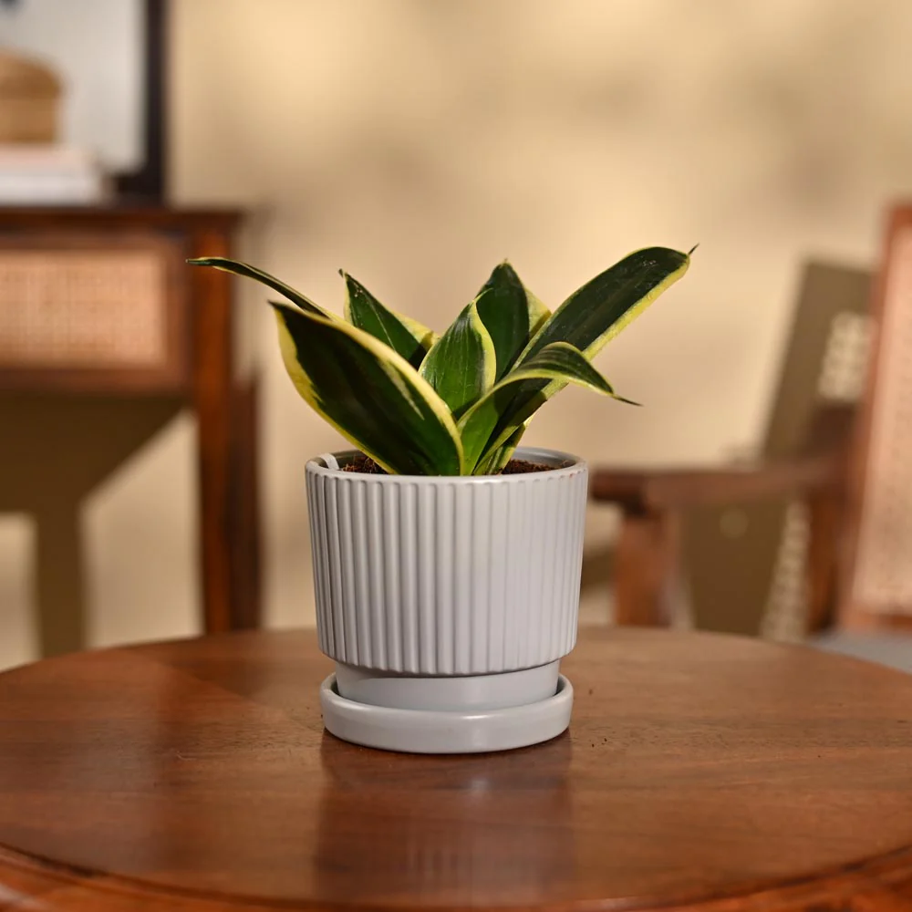 Snake Plant - Golden Hahnii - Image 38