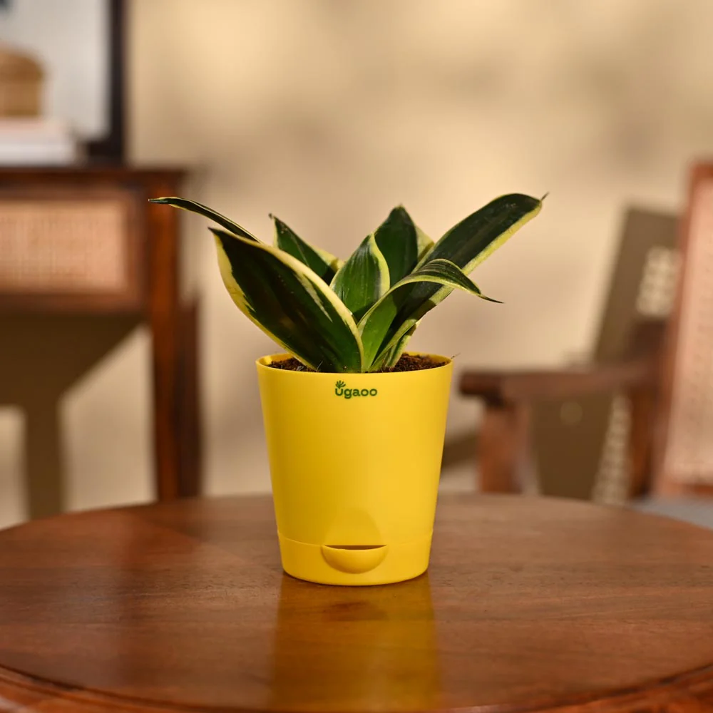 Snake Plant - Golden Hahnii - Image 4