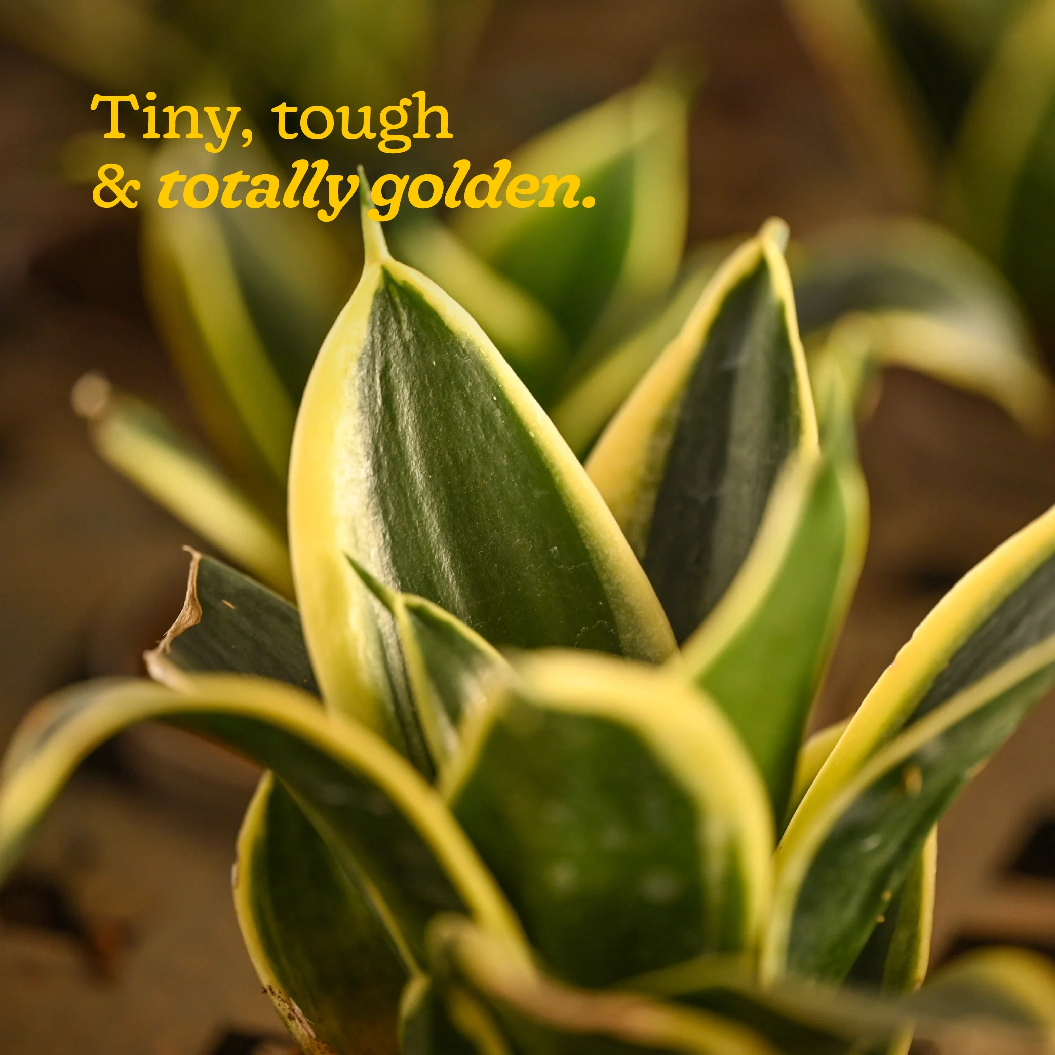 Snake Plant - Golden Hahnii - Image 40