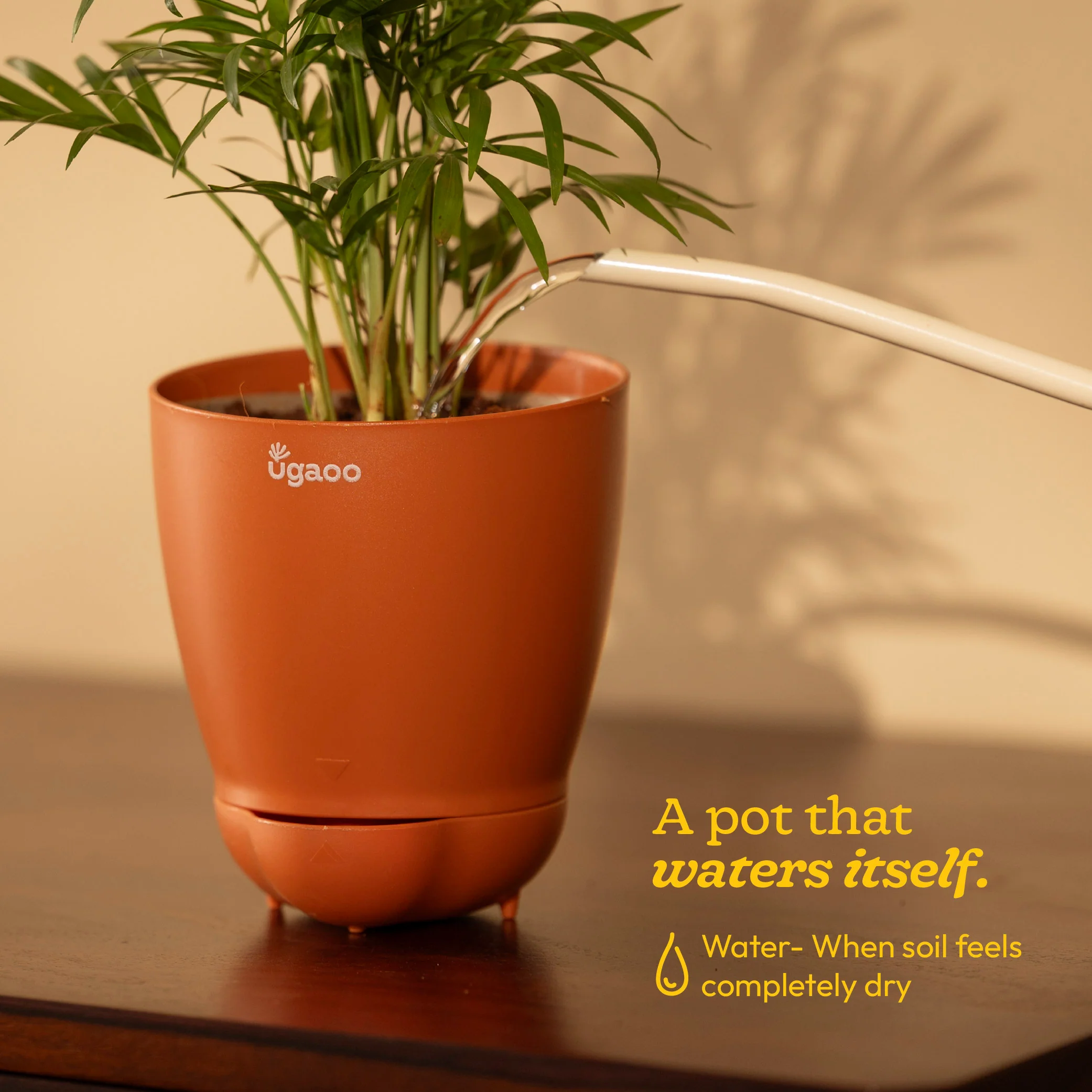 Snake Plant - Golden Hahnii - Image 42