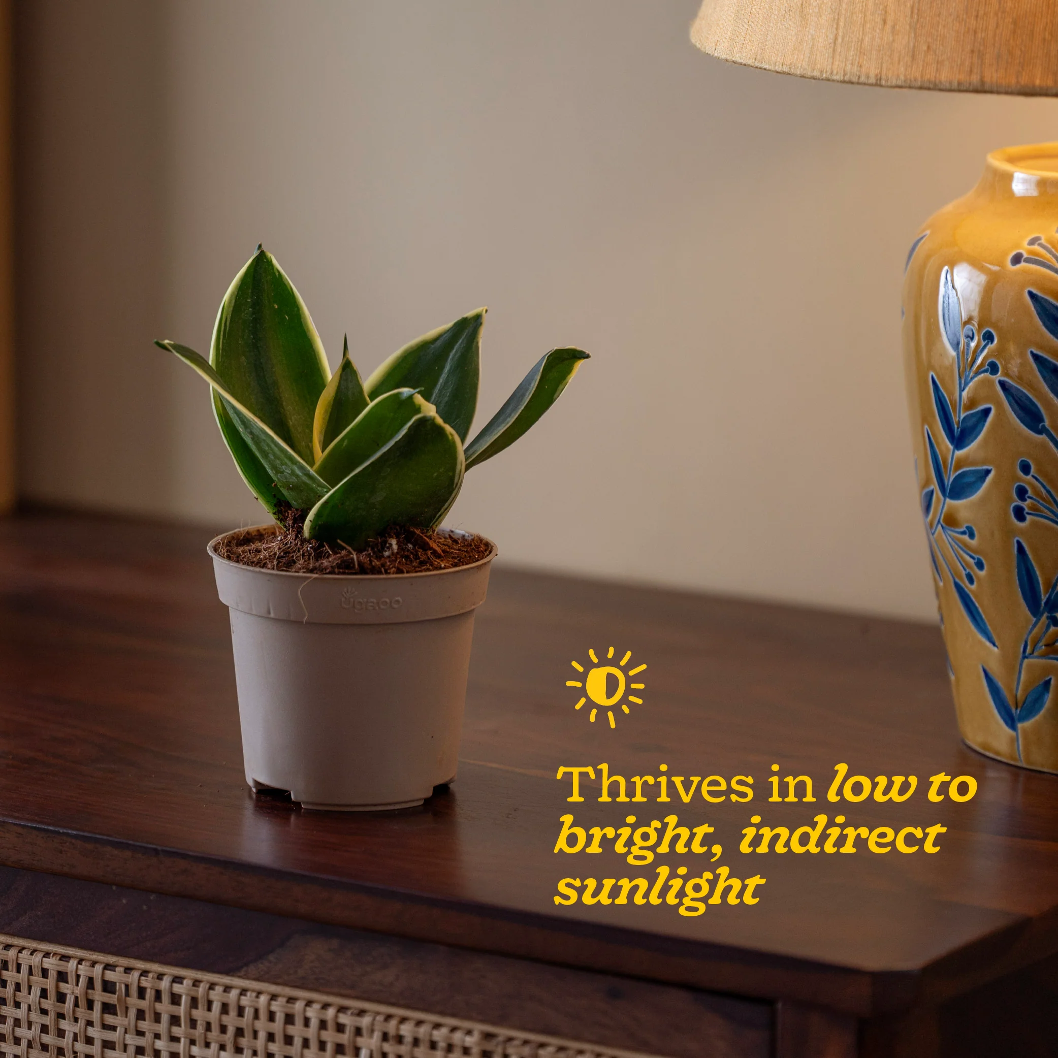 Snake Plant - Golden Hahnii - Image 43