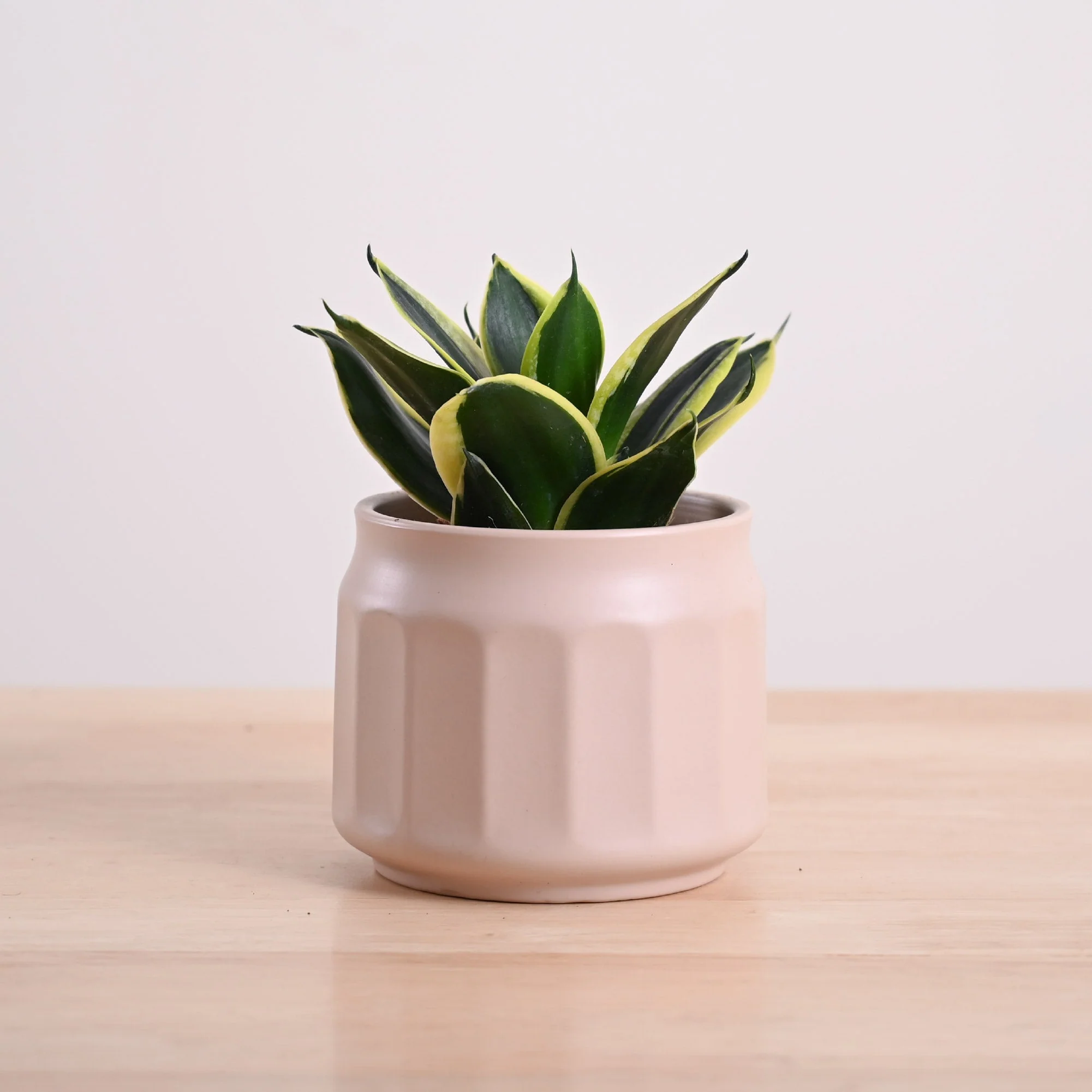 Snake Plant - Golden Hahnii - Image 5