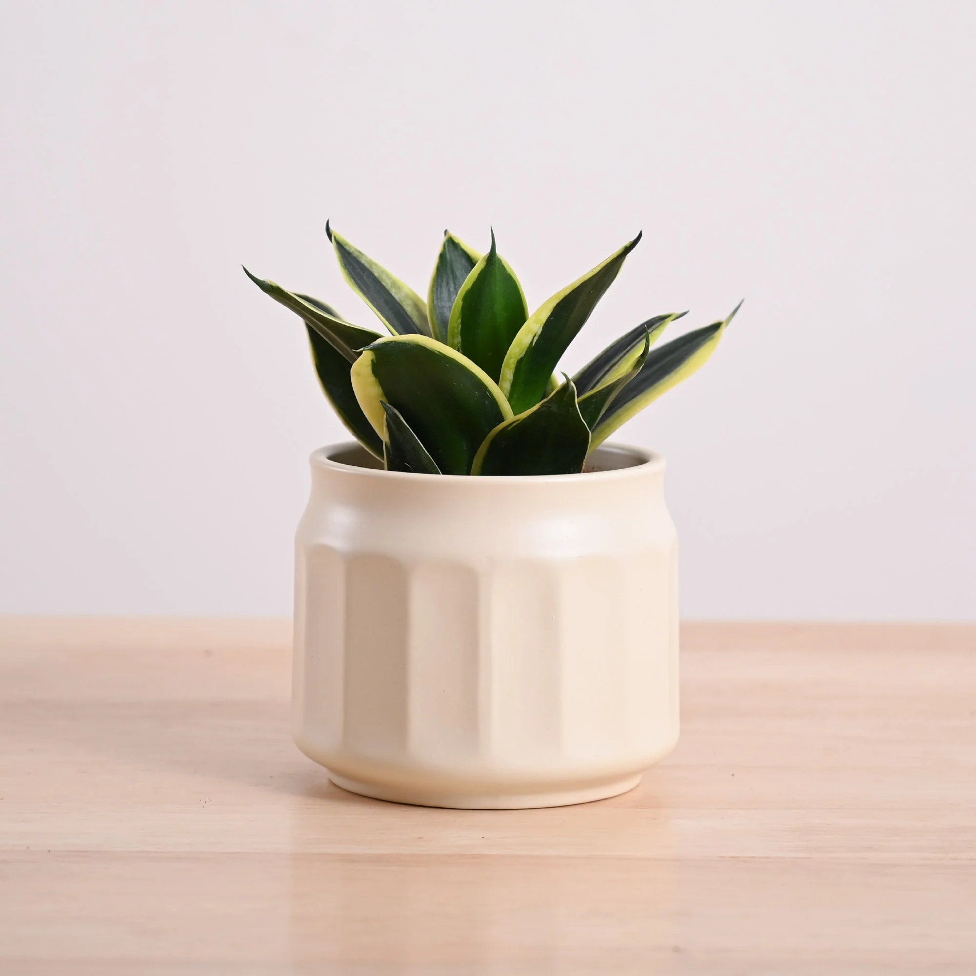 Snake Plant - Golden Hahnii - Image 6