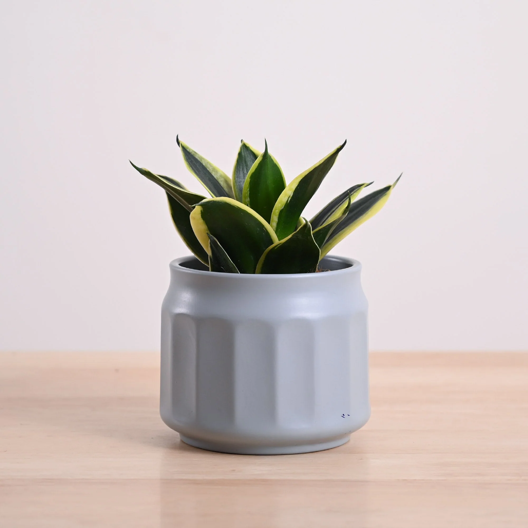 Snake Plant - Golden Hahnii - Image 7