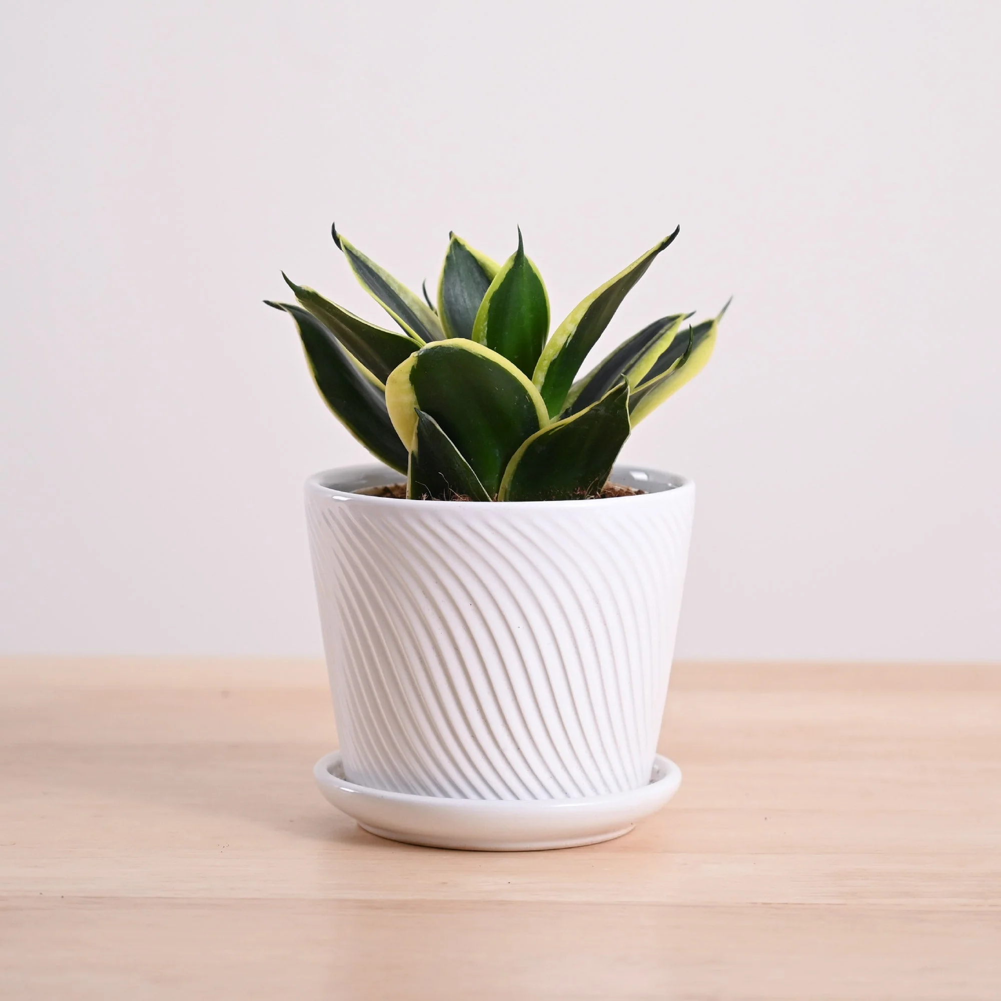 Snake Plant - Golden Hahnii - Image 8
