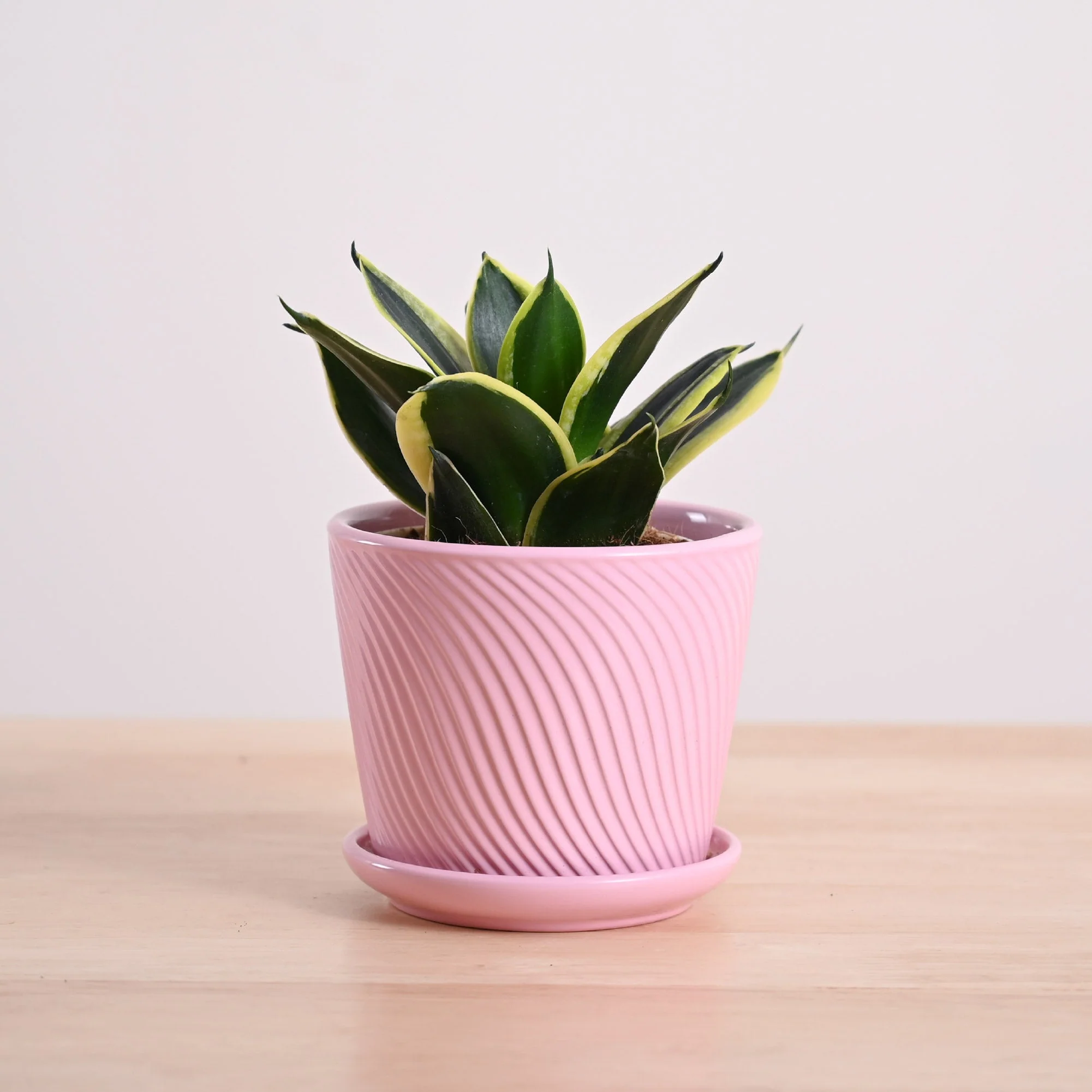 Snake Plant - Golden Hahnii - Image 9