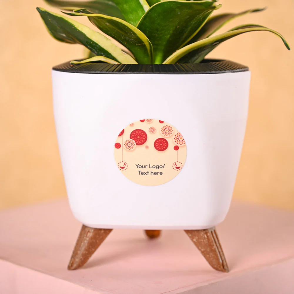Snake Plant - Golden Hahnii Diwali Gift Hamper - Image 3