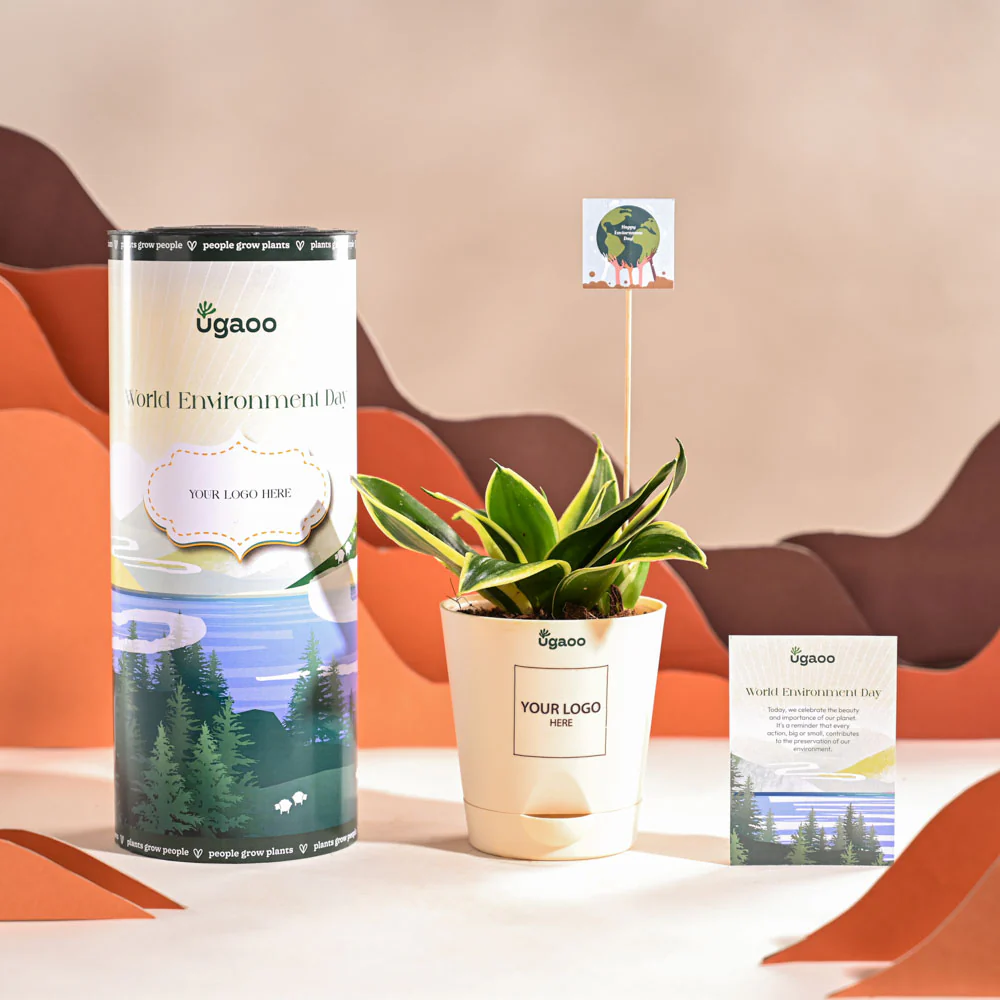 Snake Plant - Golden Hahnii For Environment Day Gifting - Image 2
