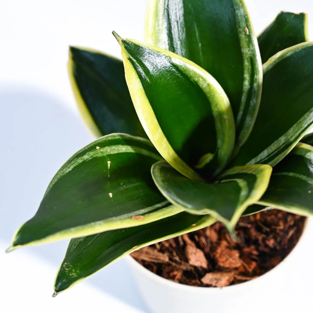 Snake Plant - Golden Hahnii For Environment Day Gifting - Image 25