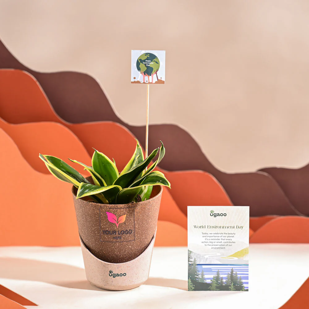 Snake Plant - Golden Hahnii For Environment Day Gifting - Image 32