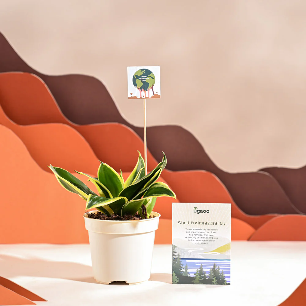 Snake Plant - Golden Hahnii For Environment Day Gifting - Image 9