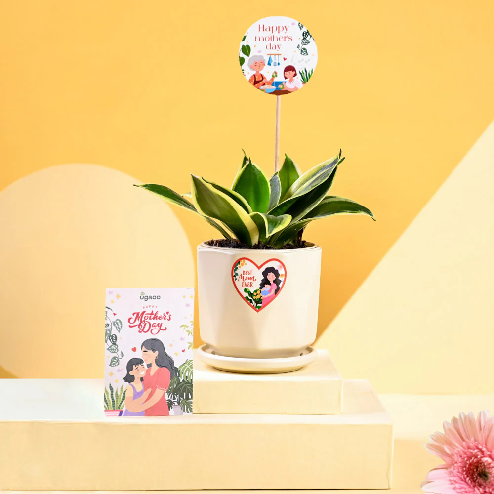 Snake Plant - Golden Hahnii For Mother's Day Gifting