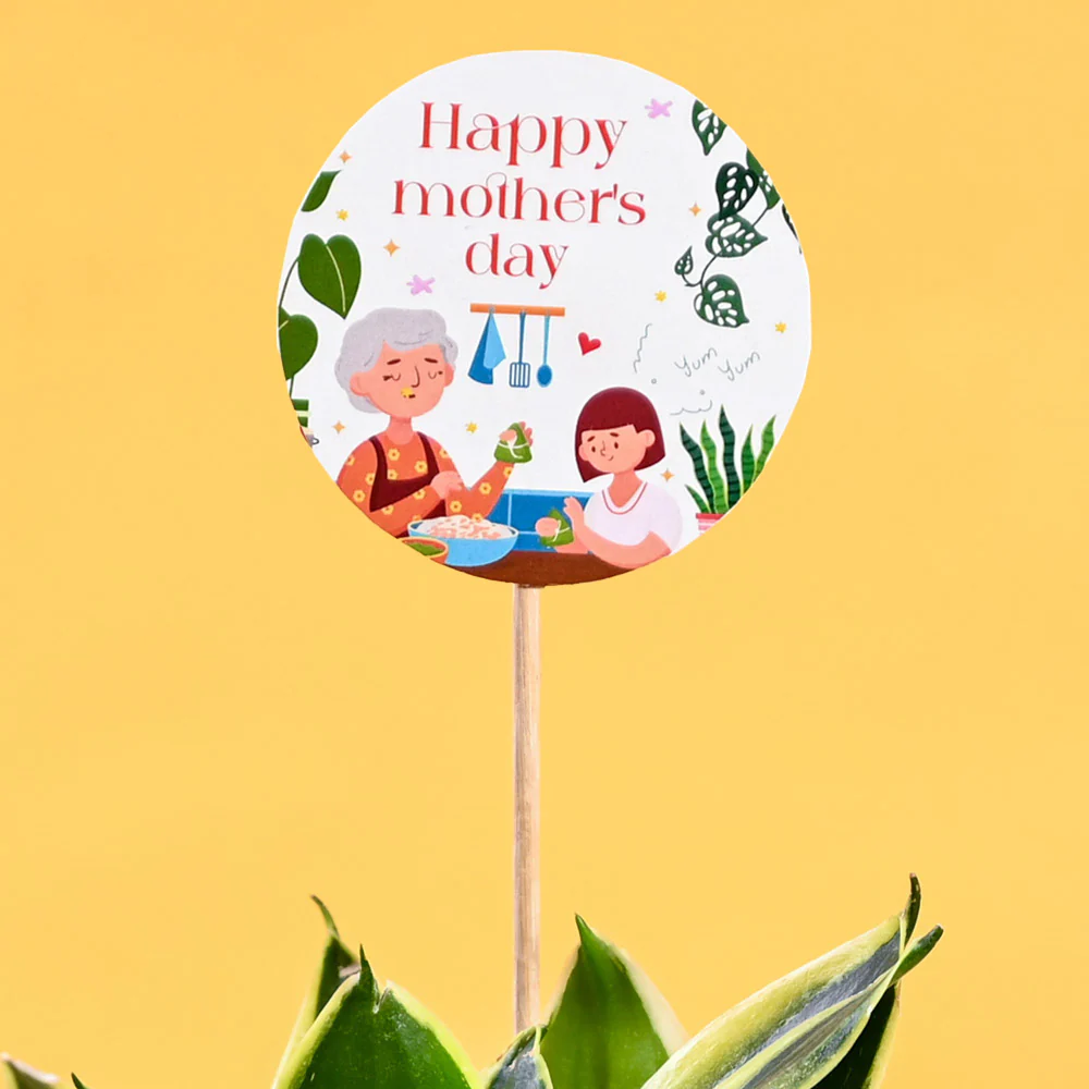Snake Plant - Golden Hahnii For Mother's Day Gifting - Image 3