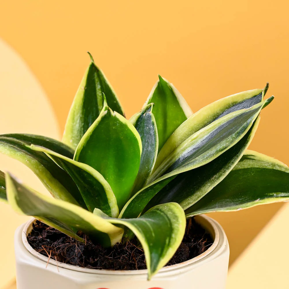 Snake Plant - Golden Hahnii For Mother's Day Gifting - Image 5