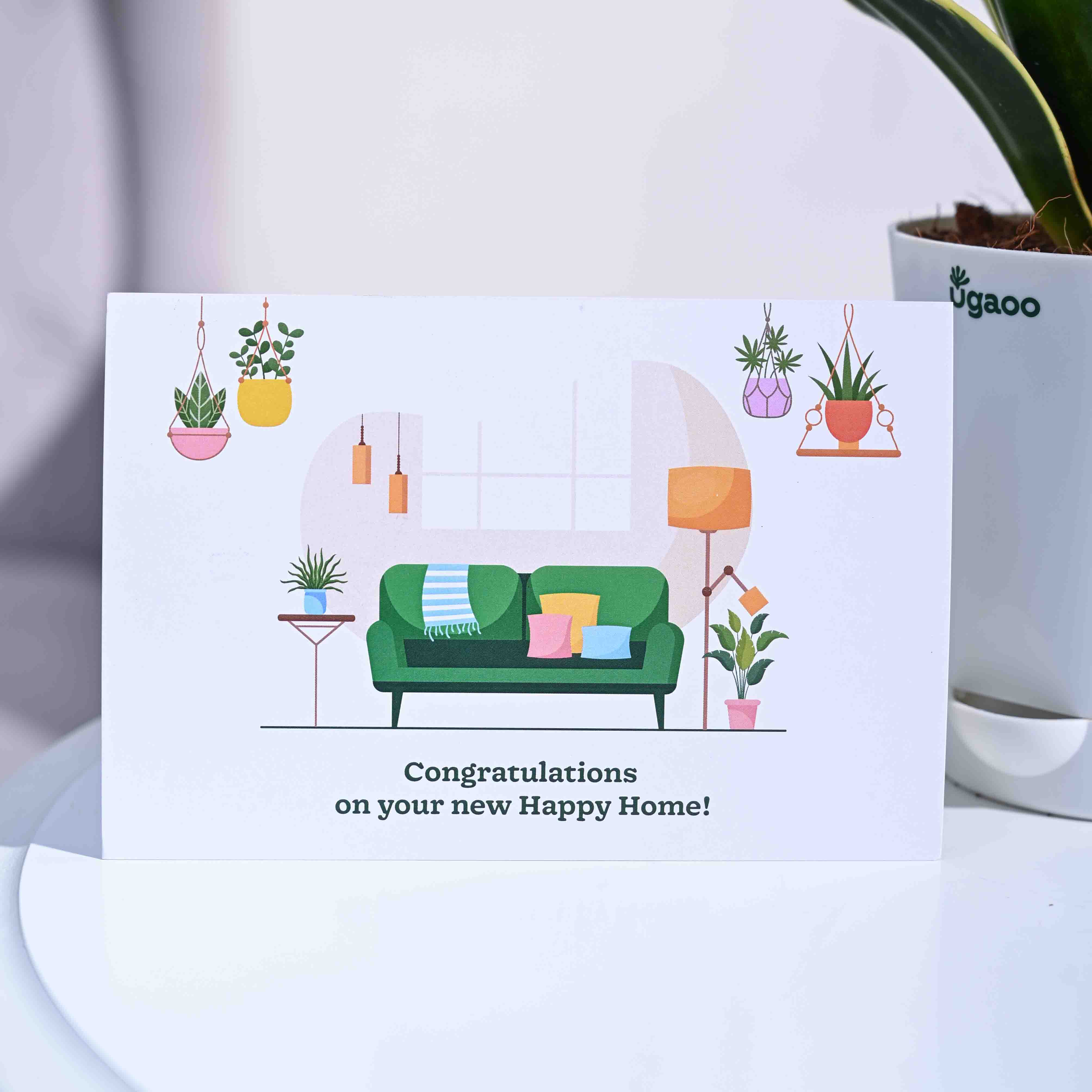 Snake Plant - Golden Hahnii Housewarming Gift Hamper - Image 4