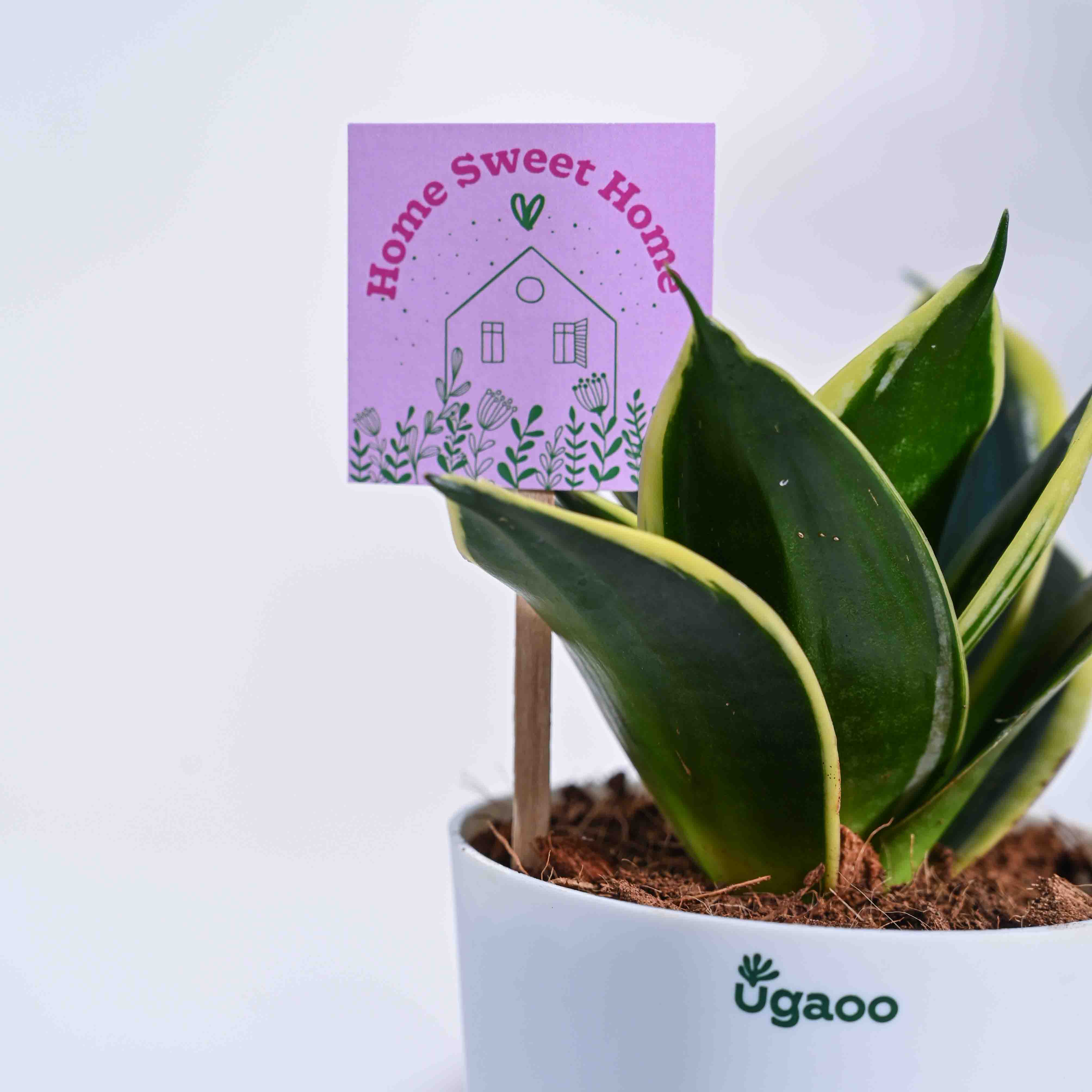 Snake Plant - Golden Hahnii Housewarming Gift Hamper - Image 5