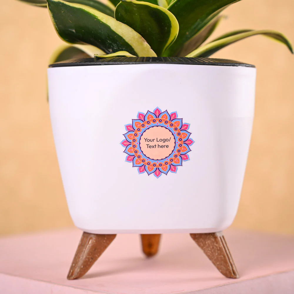 Snake Plant Golden Hahnii & Nutki Diwali Gift Hamper - Image 3