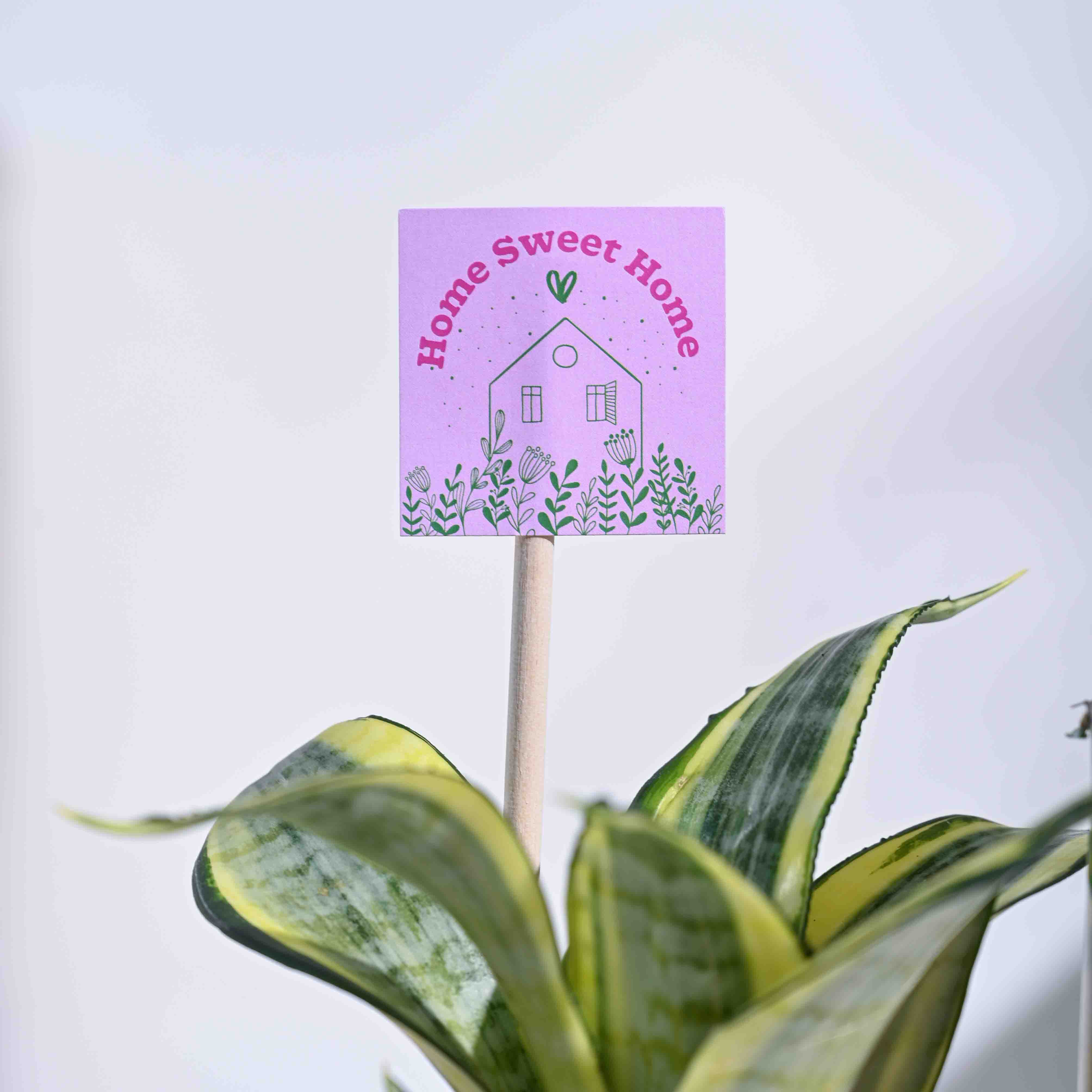 Snake Plant - Golden Housewarming Gift Hamper - Image 5