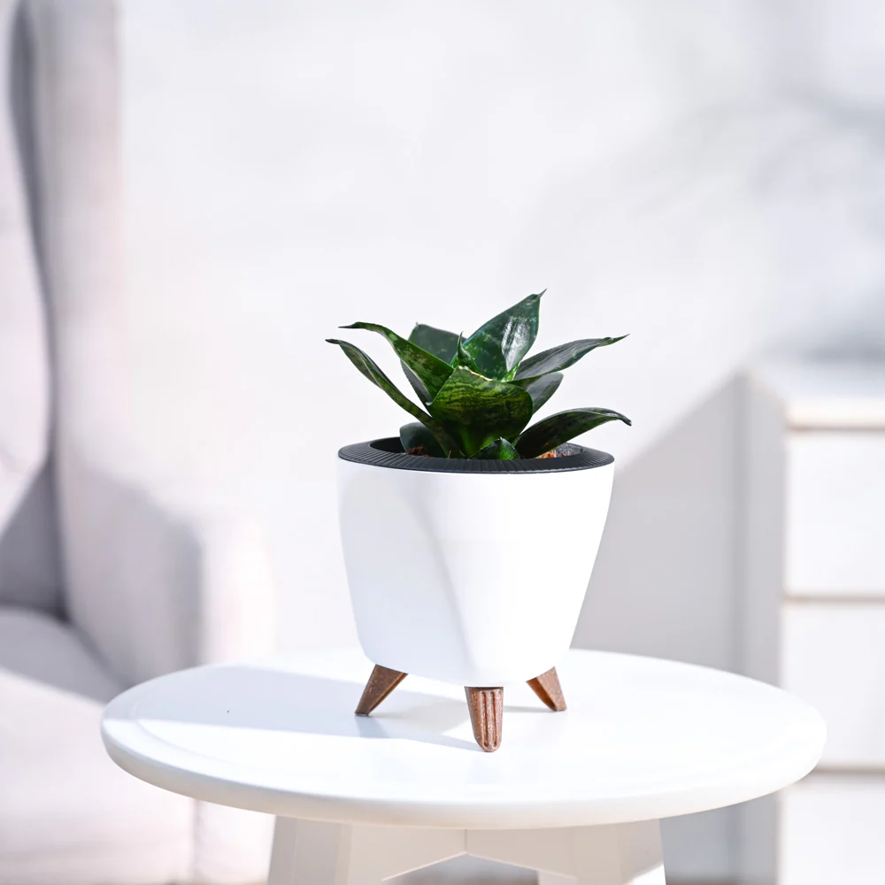 Snake Plant - Green - Image 10
