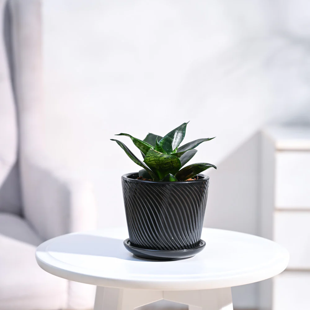 Snake Plant - Green - Image 11