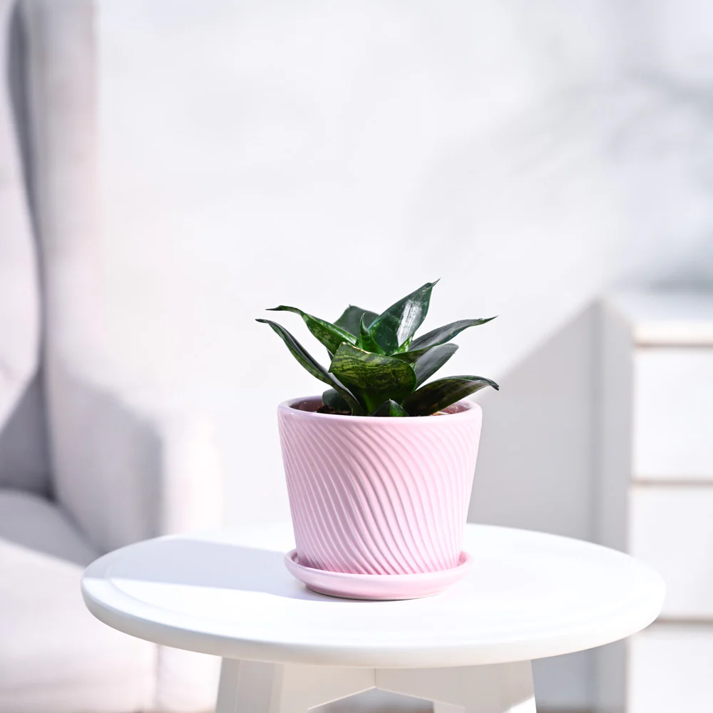 Snake Plant - Green - Image 13