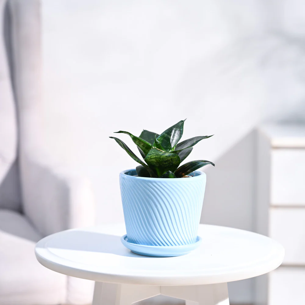 Snake Plant - Green - Image 14