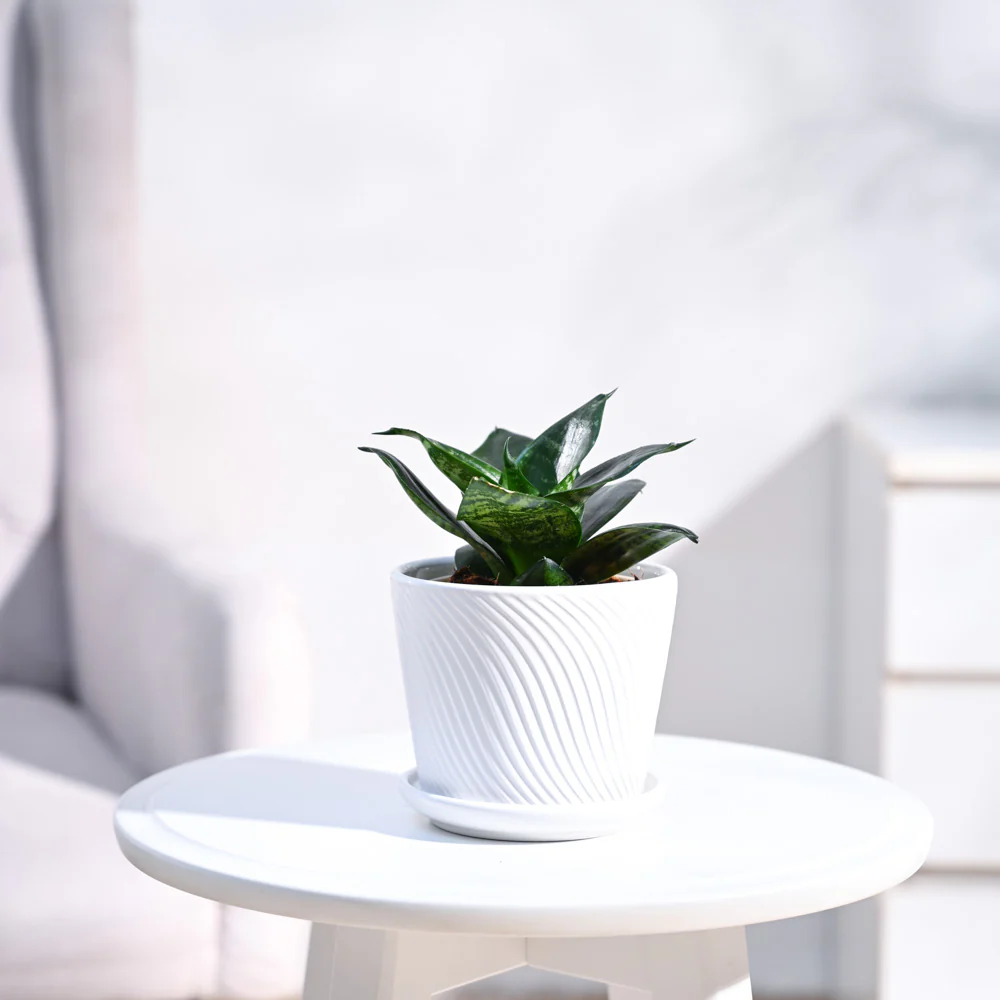 Snake Plant - Green - Image 16