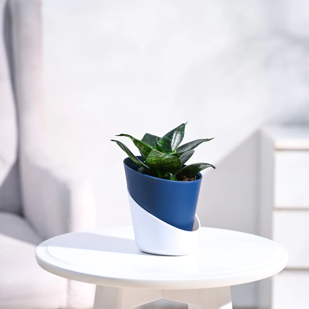 Snake Plant - Green - Image 23
