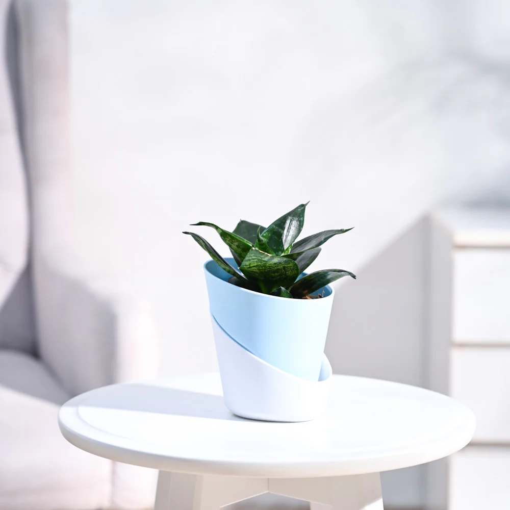 Snake Plant - Green - Image 25