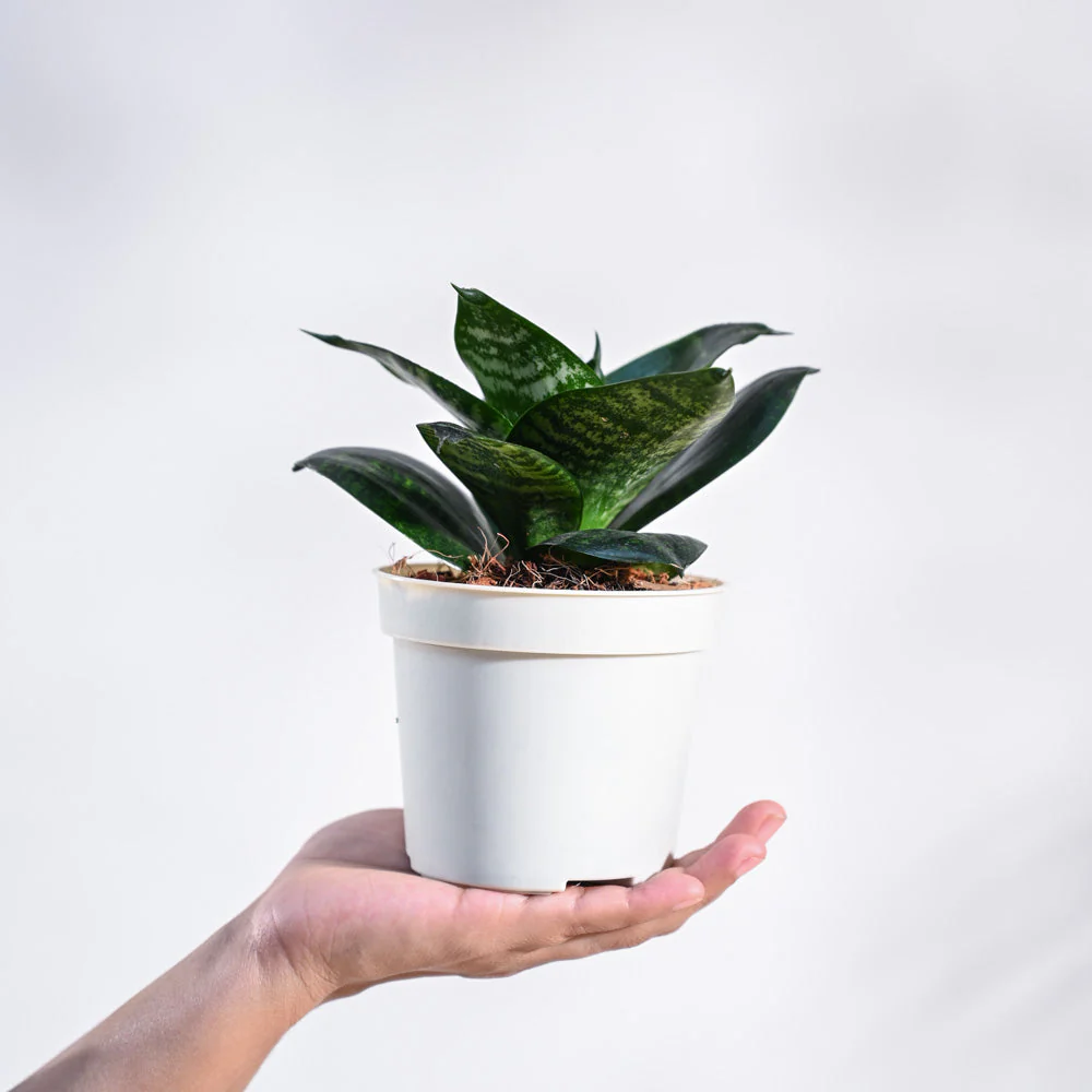 Snake Plant - Green - Image 54