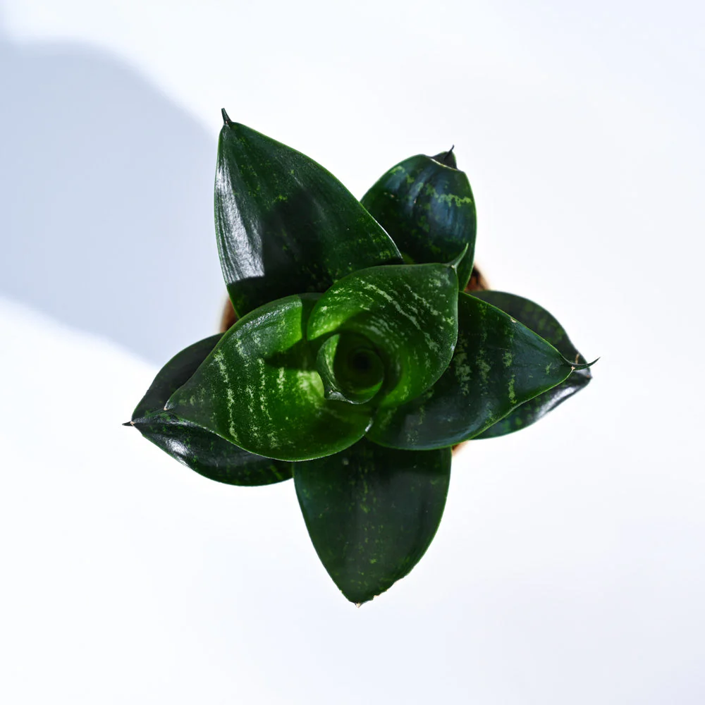 Snake Plant - Green - Image 61
