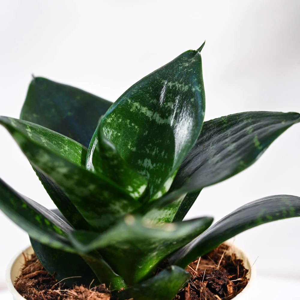 Snake Plant - Green - Image 88
