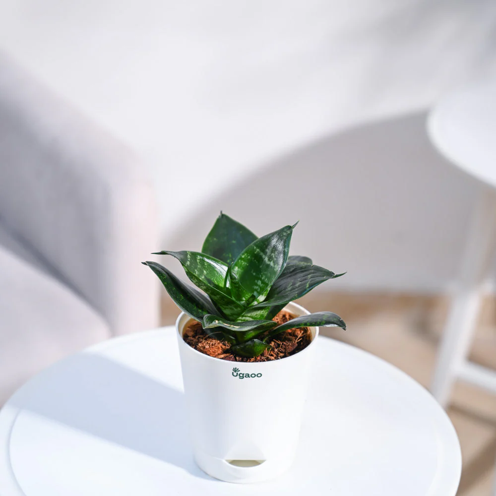 Snake Plant - Green - Image 95