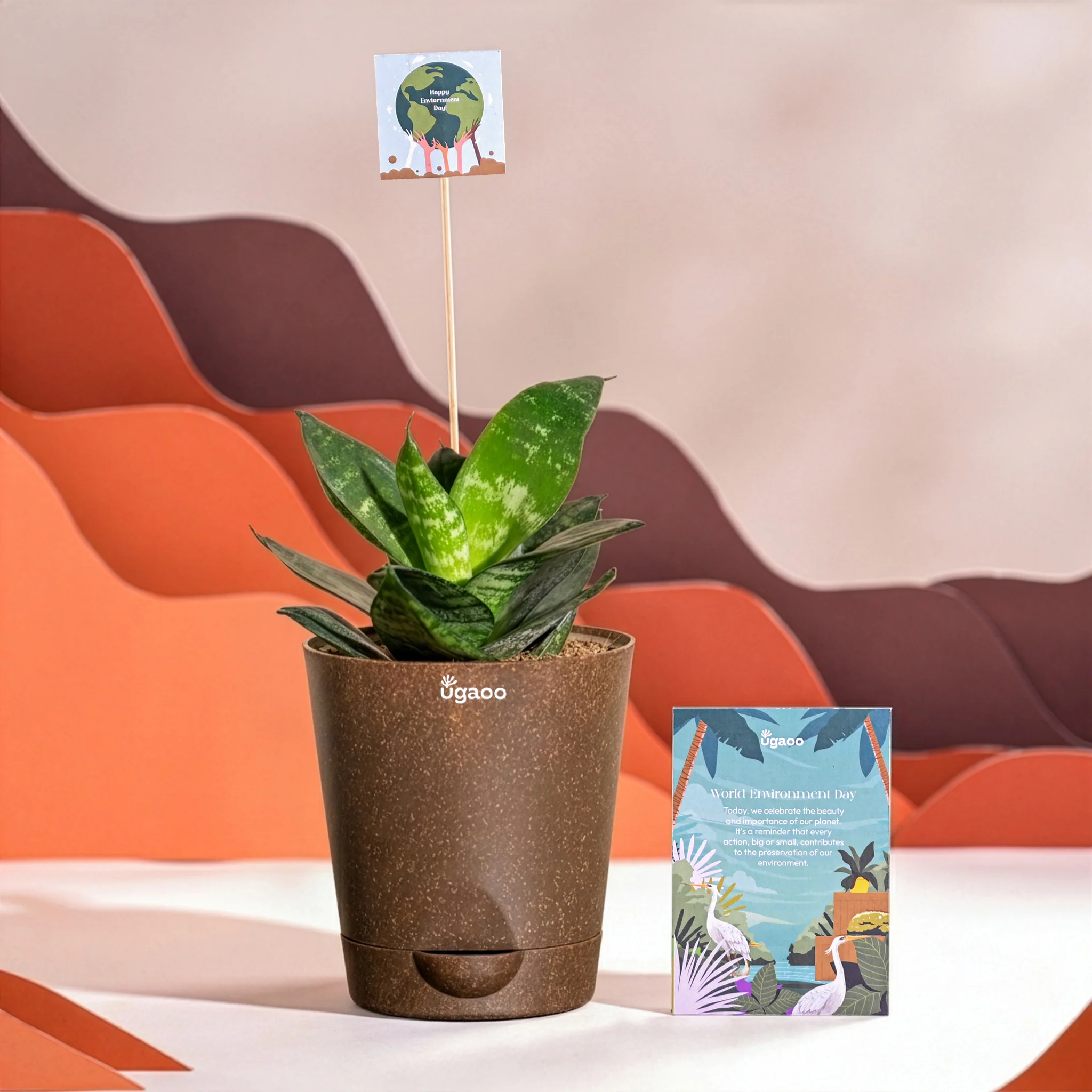 Snake Plant - Green For Environment Day Gifting